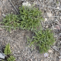 Vittadinia muelleri at Michelago, NSW - 13 Oct 2018