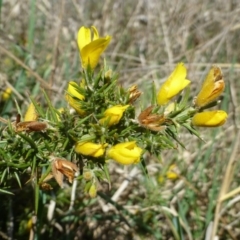 Ulex europaeus (Gorse) at O'Connor Ridge to Gungahlin Grasslands - 18 Oct 2018 by RWPurdie