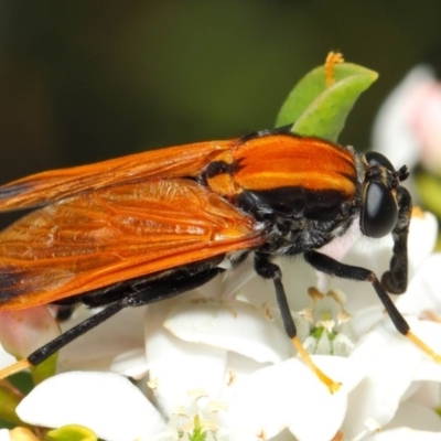 Pelecorhynchus fulvus (Orange cap-nosed fly) at Acton, ACT - 18 Oct 2018 by TimL