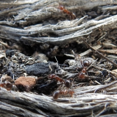 Papyrius nitidus (Shining Coconut Ant) at Paddys River, ACT - 18 Oct 2018 by RodDeb