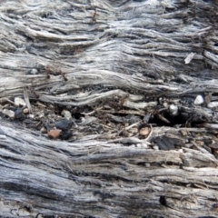 Papyrius nitidus at Paddys River, ACT - 18 Oct 2018