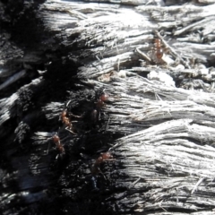 Papyrius nitidus at Paddys River, ACT - 18 Oct 2018