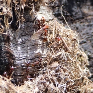 Papyrius nitidus at Tharwa, ACT - suppressed