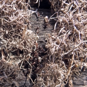 Papyrius nitidus at Tharwa, ACT - suppressed