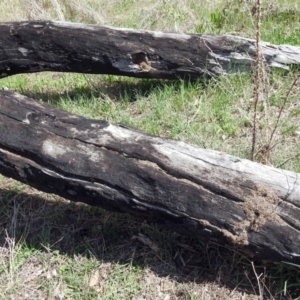 Papyrius nitidus at Tharwa, ACT - suppressed