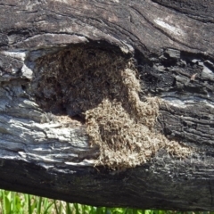 Papyrius nitidus at Tharwa, ACT - suppressed