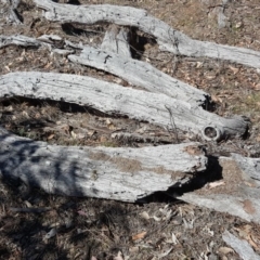 Papyrius nitidus (Shining Coconut Ant) at Symonston, ACT - 19 Oct 2018 by Mike