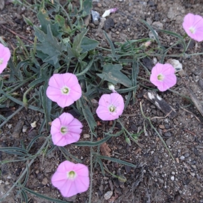 Convolvulus angustissimus subsp. angustissimus (Australian Bindweed) at University of Canberra - 19 Oct 2018 by JanetRussell