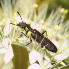 Eleale aspera (Clerid beetle) at ANBG - 18 Oct 2018 by TimL