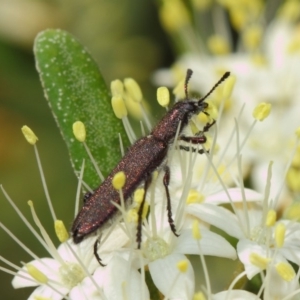 Eleale aspera at Acton, ACT - 18 Oct 2018 01:56 PM