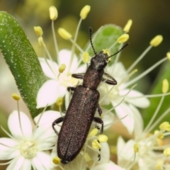 Eleale aspera at Acton, ACT - 18 Oct 2018 01:56 PM