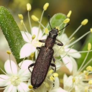 Eleale aspera at Acton, ACT - 18 Oct 2018 01:56 PM