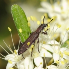 Eleale aspera at Acton, ACT - 18 Oct 2018 01:56 PM