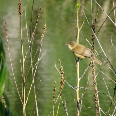 Acrocephalus australis (Australian Reed-Warbler) at Parkes, ACT - 19 Oct 2018 by JanetRussell