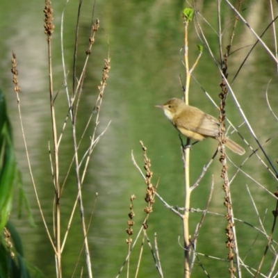 Acrocephalus australis (Australian Reed-Warbler) at Commonwealth & Kings Parks - 18 Oct 2018 by JanetRussell