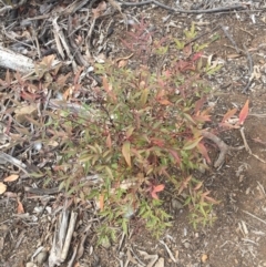 Nandina domestica (Sacred Bamboo) at Ainslie, ACT - 13 Oct 2018 by WalterEgo