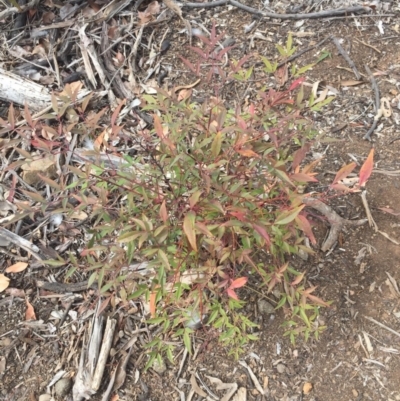 Nandina domestica (Sacred Bamboo) at Mount Ainslie - 13 Oct 2018 by WalterEgo