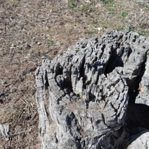 Papyrius nitidus at Jerrabomberra, ACT - suppressed