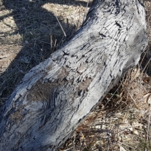 Papyrius nitidus at Symonston, ACT - suppressed