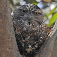 Podargus strigoides (Tawny Frogmouth) at ANBG - 18 Oct 2018 by JohnBundock