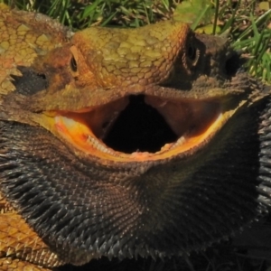 Pogona barbata at Acton, ACT - 19 Oct 2018