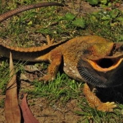 Pogona barbata at Acton, ACT - suppressed