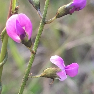 Glycine clandestina at Acton, ACT - 19 Oct 2018