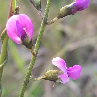 Glycine clandestina (Twining Glycine) at Point 5439 - 18 Oct 2018 by RWPurdie