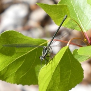 Austroargiolestes icteromelas at Theodore, ACT - 19 Oct 2018