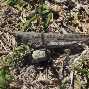 Coryphistes ruricola at Molonglo Valley, ACT - 19 Oct 2018 11:59 AM