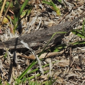 Coryphistes ruricola at Molonglo Valley, ACT - 19 Oct 2018 11:59 AM