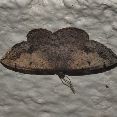 Taxeotis stereospila (Oval-spot Taxeotis (Oenochrominae)) at Acton, ACT - 19 Oct 2018 by JohnBundock