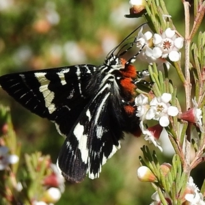 Phalaenoides glycinae at Acton, ACT - 19 Oct 2018