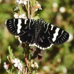 Phalaenoides glycinae at Acton, ACT - 19 Oct 2018