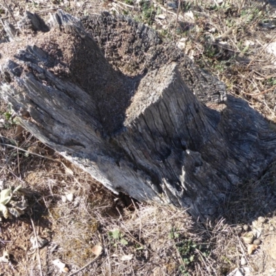 Papyrius nitidus (Shining Coconut Ant) at Jerrabomberra, ACT - 19 Oct 2018 by Christine