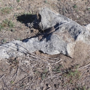 Papyrius nitidus at Jerrabomberra, ACT - suppressed