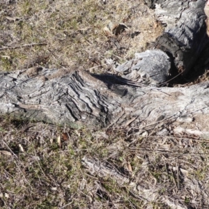 Papyrius nitidus at Jerrabomberra, ACT - suppressed