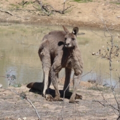 Macropus giganteus (Eastern Grey Kangaroo) at Callum Brae - 19 Oct 2018 by Christine