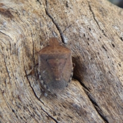 Dictyotus conspicuus (A shield or stink bug) at Callum Brae - 19 Oct 2018 by Christine