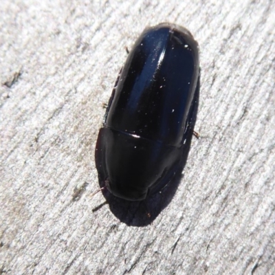 Adelotopus sp. (genus) (Adelotopus ground beetle) at Callum Brae - 19 Oct 2018 by Christine