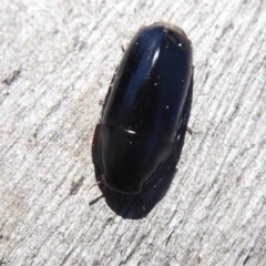 Adelotopus sp. (genus) (Adelotopus ground beetle) at Symonston, ACT - 19 Oct 2018 by Christine