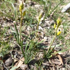 Bulbine bulbosa at Jerrabomberra, ACT - 19 Oct 2018 03:08 PM