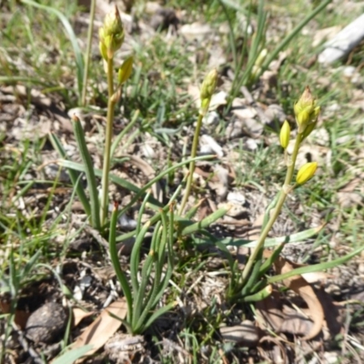 Bulbine bulbosa (Golden Lily) at Jerrabomberra, ACT - 19 Oct 2018 by Christine