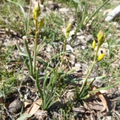 Bulbine bulbosa (Golden Lily) at Jerrabomberra, ACT - 19 Oct 2018 by Christine
