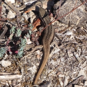 Morethia boulengeri at Jerrabomberra, ACT - 19 Oct 2018 03:11 PM