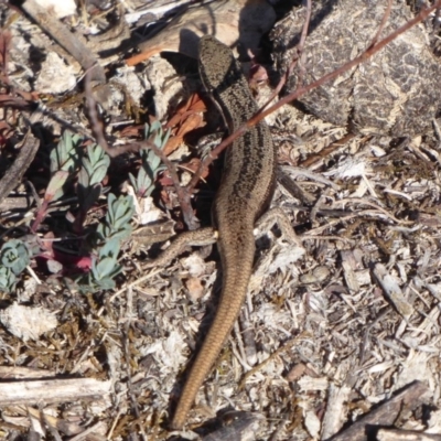 Morethia boulengeri (Boulenger's Skink) at Jerrabomberra, ACT - 19 Oct 2018 by Christine