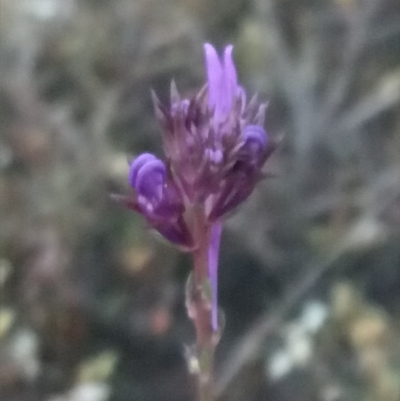 Linaria pelisseriana (Pelisser's Toadflax) at Lake George, NSW - 19 Oct 2018 by MPennay