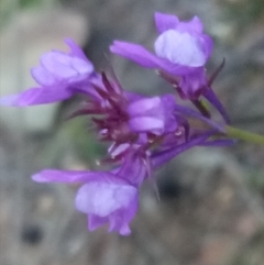 Linaria pelisseriana at Lake George, NSW - 19 Oct 2018 07:20 PM