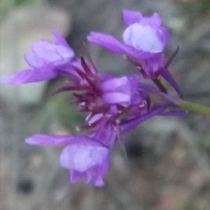 Linaria pelisseriana at Lake George, NSW - 19 Oct 2018 07:20 PM