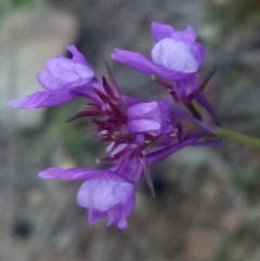 Linaria pelisseriana at Lake George, NSW - 19 Oct 2018 07:20 PM